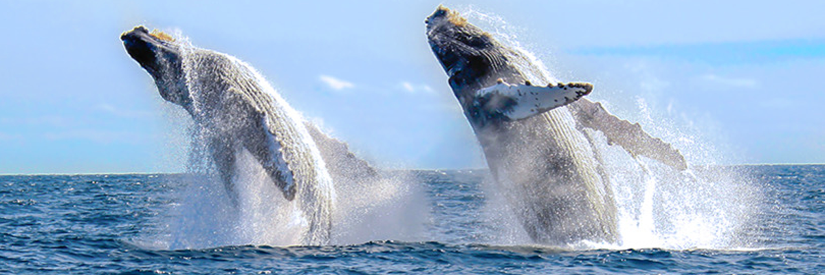 Whale watching in Máncora en Piura